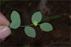 Sauropus quadrangularis
